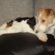 Ruhåret foxterrier Tiffy