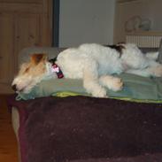 Ruhåret foxterrier Tiffy