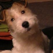 Ruhåret foxterrier Tiffy