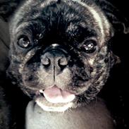 Blanding af racer Charlie