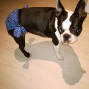 Boston terrier Diva