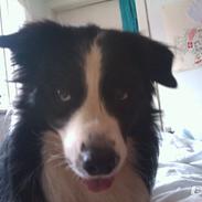 Border collie Hidden Farms Jason [Jimmi]