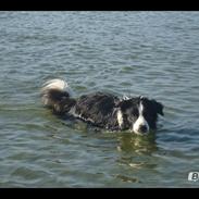 Border collie Hidden Farms Jason [Jimmi]