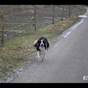 Border collie Hidden Farms Jason [Jimmi]