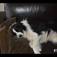 Border collie Hidden Farms Jason [Jimmi]