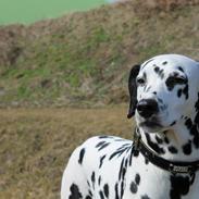 Dalmatiner Mindy