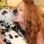 Dalmatiner Mindy