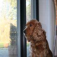 Cocker spaniel Bernard