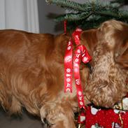 Cocker spaniel Bernard