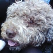 Lagotto romagnolo Sophus