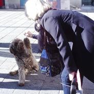 Lagotto romagnolo Sophus
