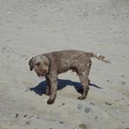 Lagotto romagnolo Sophus