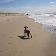 Lagotto romagnolo Sophus