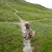 Lagotto romagnolo Sophus