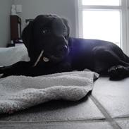 Labrador retriever Loui