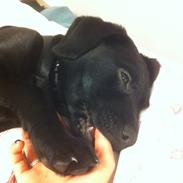 Labrador retriever Loui