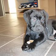 Labrador retriever Loui