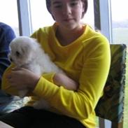 Bichon à poil frisé Max (Skovfryd Snow Max)