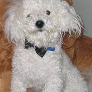 Bichon à poil frisé Max (Skovfryd Snow Max)