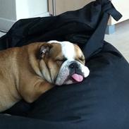 Engelsk bulldog Anton