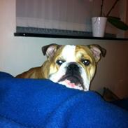 Engelsk bulldog Anton