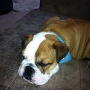 Engelsk bulldog Anton