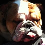 Engelsk bulldog Anton