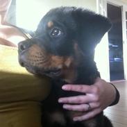 Rottweiler Samcas cody