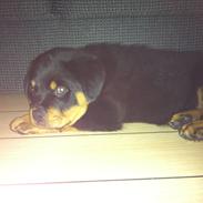 Rottweiler Samcas cody