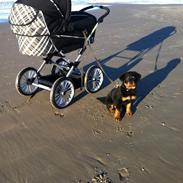 Rottweiler Samcas cody