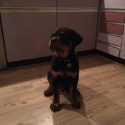 Rottweiler Samcas cody