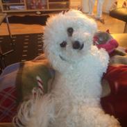 Bichon à poil frisé Mille