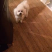 Bichon à poil frisé Mille