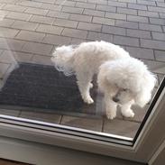 Bichon à poil frisé Mille