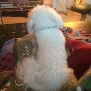 Bichon à poil frisé Mille