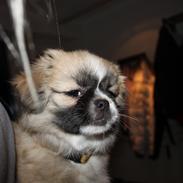 Tibetansk spaniel Gudrun  ("Sarchris Dina"- DKK stambog: