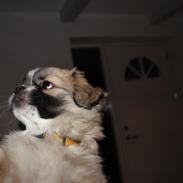 Tibetansk spaniel Gudrun  ("Sarchris Dina"- DKK stambog: