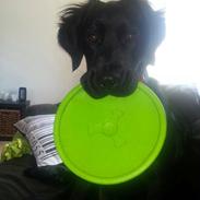 Blanding af racer Bella