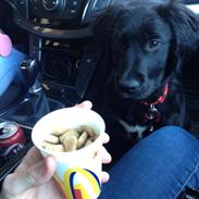 Blanding af racer Bella