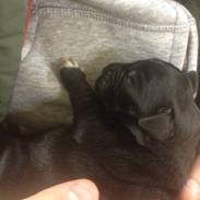 Blanding af racer Bella