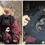 Blanding af racer Bella