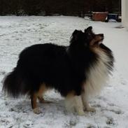 Shetland sheepdog Rangler My little Coco