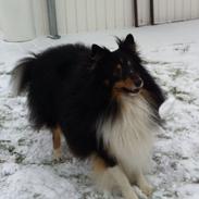 Shetland sheepdog Rangler My little Coco