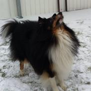 Shetland sheepdog Rangler My little Coco