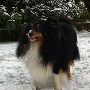 Shetland sheepdog Rangler My little Coco