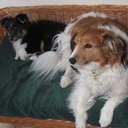 Shetland sheepdog Rangler My little Coco