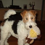 Ruhåret foxterrier Tiffy