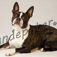 Boston terrier Bubbi