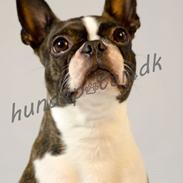 Boston terrier Bubbi