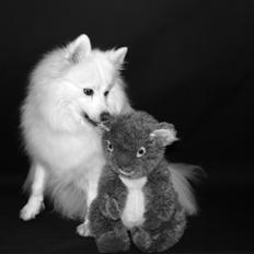 Japansk spids - Chiki